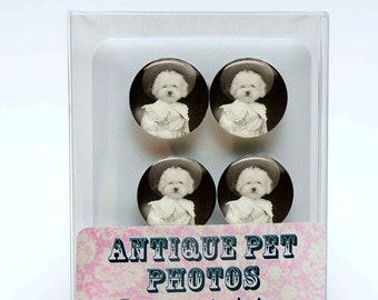 Pet Owner Gifts, Puppy Magnets, Miniature Dog Art, Bichon Puppy, Victorian Edwardian, Peculiar Children, Creepy Cute, 30th Birthday