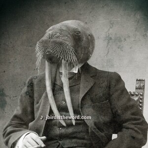 May include: A black and white vintage photograph of a man with a walrus head wearing a suit and holding a cigarette. The walrus has long tusks and a moustache. The man is sitting in a chair with a website address printed on the chair.