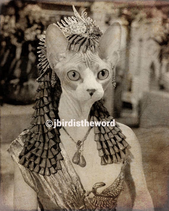 jeweled sphynx pet place