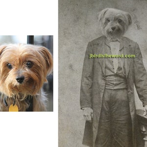 May include: A black and white photo of a Yorkshire Terrier dressed in a vintage suit. The dog is wearing a bow tie and has a serious expression on its face. The photo is from the website jbird istheword.com.
