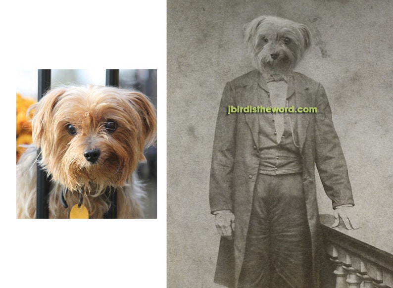 May include: A black and white photo of a Yorkshire Terrier dressed in a vintage suit. The dog is wearing a bow tie and has a serious expression on its face. The photo is from the website jbird istheword.com.
