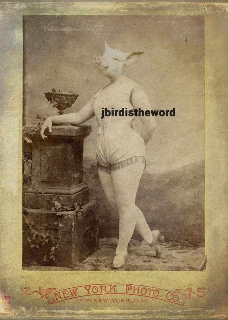 May include: A vintage black and white photograph of a pig-headed woman wearing a white leotard and standing on a pedestal. The photo is framed with a yellow border and has the text "NEW YORK PHOTO. CO." at the bottom.