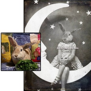 May include: A black and white photograph of a rabbit wearing a dress and sitting on a crescent moon. The moon is surrounded by stars. The photo has a vintage feel.