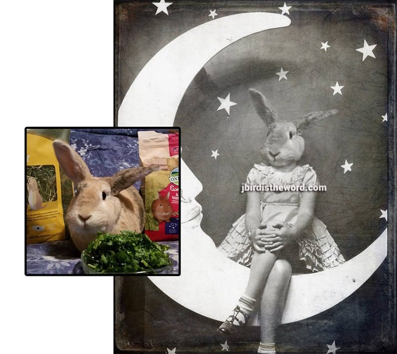 May include: A black and white photograph of a rabbit wearing a dress and sitting on a crescent moon. The moon is surrounded by stars. The photo has a vintage feel.