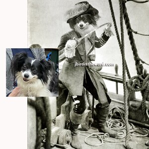 May include: A black and white Papillon dog dressed as a pirate, holding a sword and standing on a ship's deck. The dog is wearing a black hat with a feather, a black coat, and black boots. The dog is looking to the right. The image is in black and white and has a vintage feel.