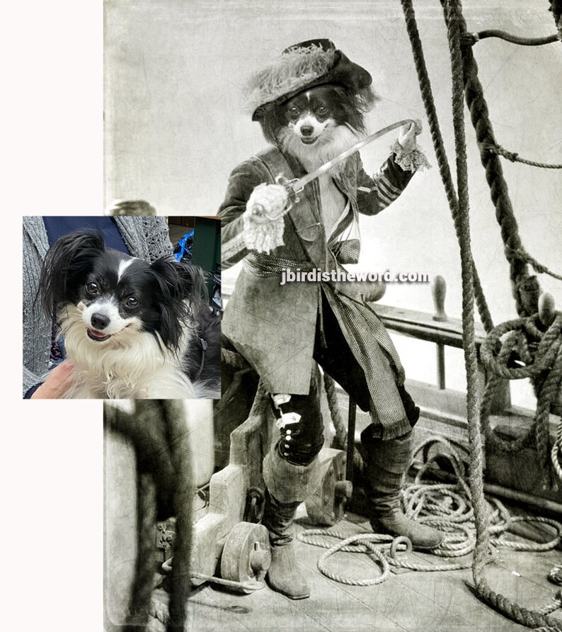 May include: A black and white Papillon dog dressed as a pirate, holding a sword and standing on a ship's deck. The dog is wearing a black hat with a feather, a black coat, and black boots. The dog is looking to the right. The image is in black and white and has a vintage feel.