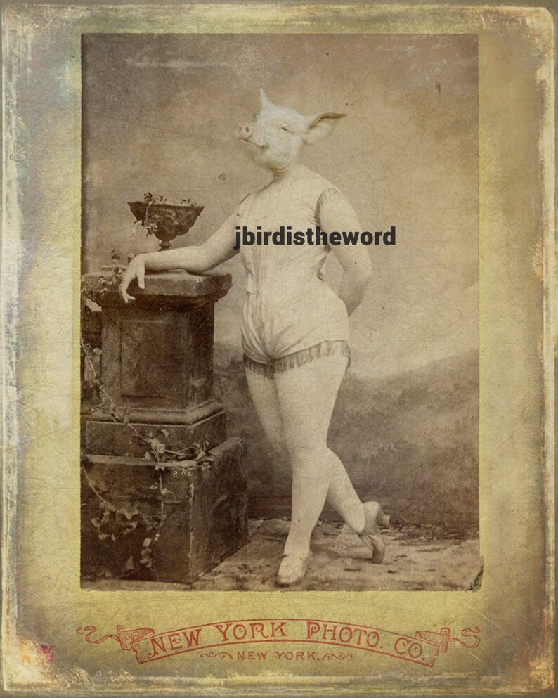 May include: A vintage black and white photograph of a person with a pig head wearing a white leotard and standing on a pedestal. The photo is framed with a decorative border and has the text "NEW YORK PHOTO. CO. NEW YORK." at the bottom.