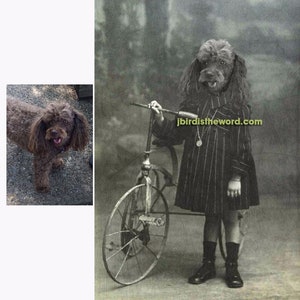May include: A black and white photo of a dog dressed as a child, riding a tricycle. The dog is wearing a black and white striped dress and black shoes. The tricycle has a large front wheel and two smaller back wheels. The photo is faded and has a vintage look. The text "jbird istheword.com" is printed on the photo.