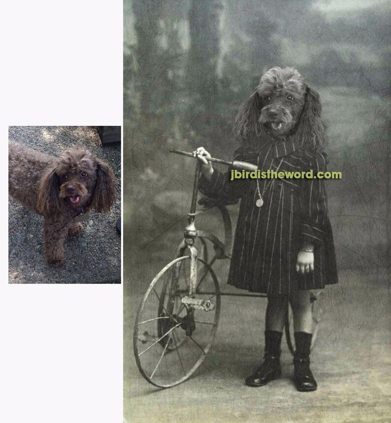 May include: A black and white photo of a dog dressed as a child, riding a tricycle. The dog is wearing a black and white striped dress and black shoes. The tricycle has a large front wheel and two smaller back wheels. The photo is faded and has a vintage look. The text "jbird istheword.com" is printed on the photo.