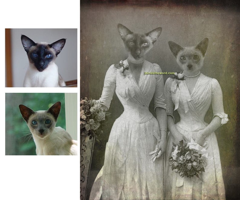 May include: Two Siamese cats dressed in vintage wedding gowns with floral bouquets. The image is in a sepia tone and has a vintage feel.