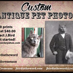 May include: Custom antique pet photos with a gray cat in a suit and a gray cat looking to the right. 8x10 prints start at $40.00. Contact J.Bird to get started! jbirdistheword@yahoo.com. J.Bird Cremeans jbirdistheword.com jbirdistheword@yahoo.com.