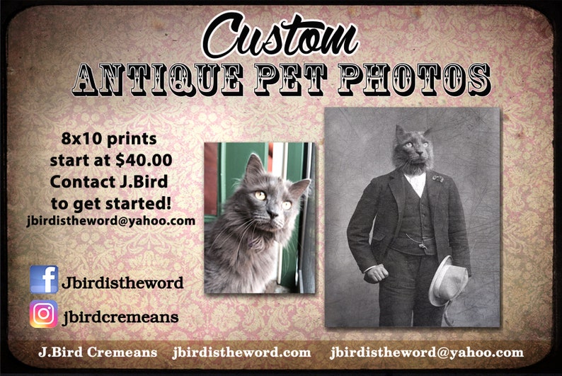May include: Custom antique pet photos with a gray cat in a suit and a gray cat looking to the right. 8x10 prints start at $40.00. Contact J.Bird to get started! jbirdistheword@yahoo.com. J.Bird Cremeans jbirdistheword.com jbirdistheword@yahoo.com.