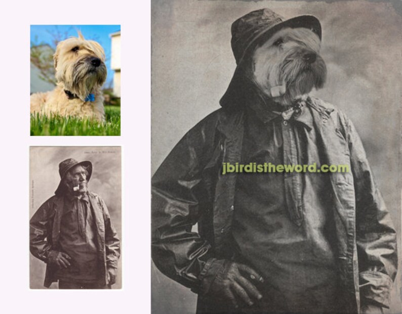 May include: A black and white photograph of a dog wearing a hat and jacket. The dog is looking to the right. The photograph has a website address at the bottom: jbirdistheword.com.