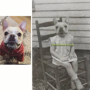 May include: A black and white photo of a child sitting in a rocking chair. The child's head has been replaced with the head of a French bulldog.