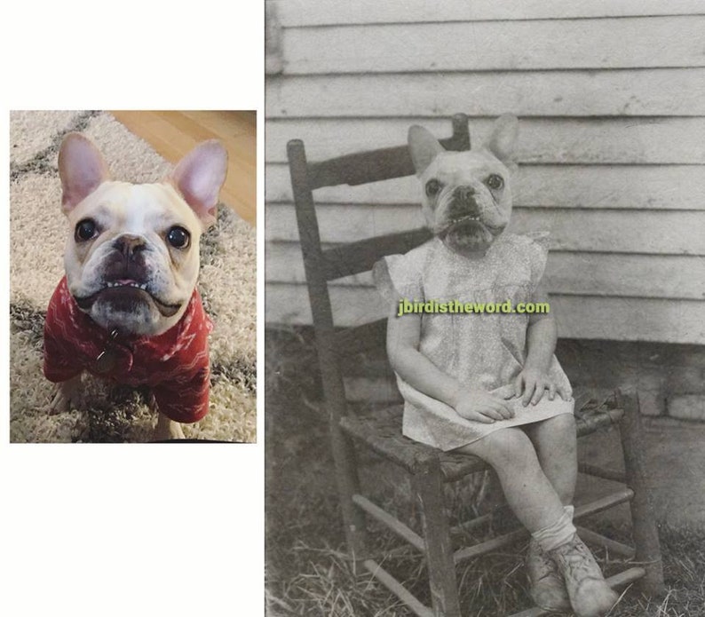 May include: A black and white photo of a child sitting in a rocking chair. The child's head has been replaced with the head of a French bulldog.