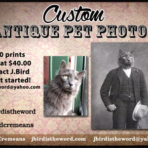 May include: Custom antique pet photos featuring a grey cat in a suit and a grey cat looking to the right. 8x10 prints start at &pound;40.00. Contact J.Bird to get started! jbirdistheword@yahoo.com. J.Bird Cremeans jbirdistheword.com jbirdistheword@yahoo.com.
