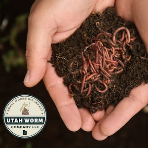 May include: A cluster of pinkish-brown earthworms nestled in a mound of dark, rich soil. A circular logo in the corner features a small tree icon and the text: SMALL WORMS BIG IMPACT UTAH WORM COMPANY LLC, with a small outline of the state of Utah.