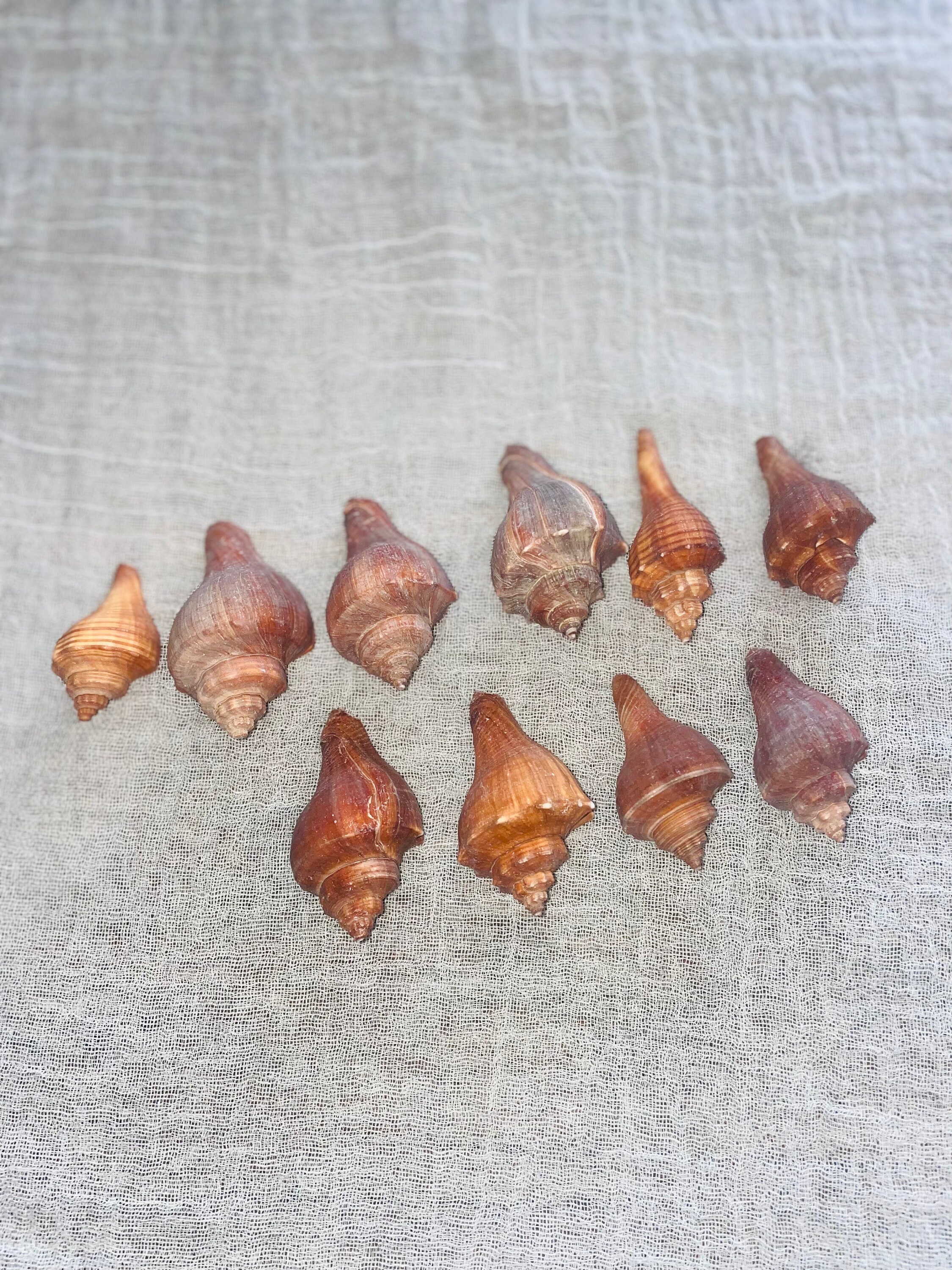 Conch Shell Set Brown Conch Shells - Set of 10 - Etsy