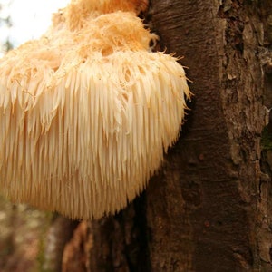 Lion&#39;s Mane Mushroom Liquid Culture Syringe