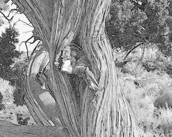 Tree in New Mexico coloring page