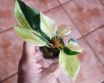 Gabby Philodendron Entire Plant Proof of Authenticity Available