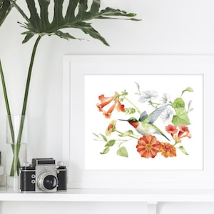 Hummingbird with Zinnia, Trumpet and Morning Glory Flowers Illustration Print - Ruby-Throated Hummingbird Watercolour by Alicia&#39;s Infinity