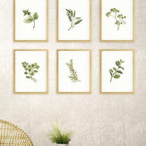 Individual Herb Watercolour Illustrations - Kitchen Artwork by Alicia's Infinity - 8x10 or 11x14 inches image 1