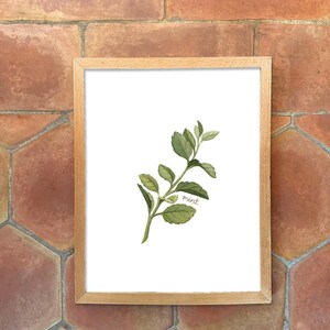 Individual Herb Watercolour Illustrations - Kitchen Artwork by Alicia's Infinity - 8x10 or 11x14 inches image 4