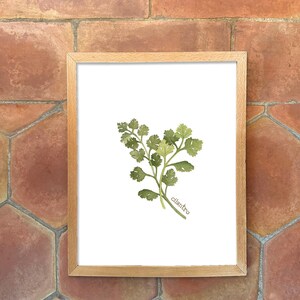 Individual Herb Watercolour Illustrations - Kitchen Artwork by Alicia's Infinity - 8x10 or 11x14 inches image 3