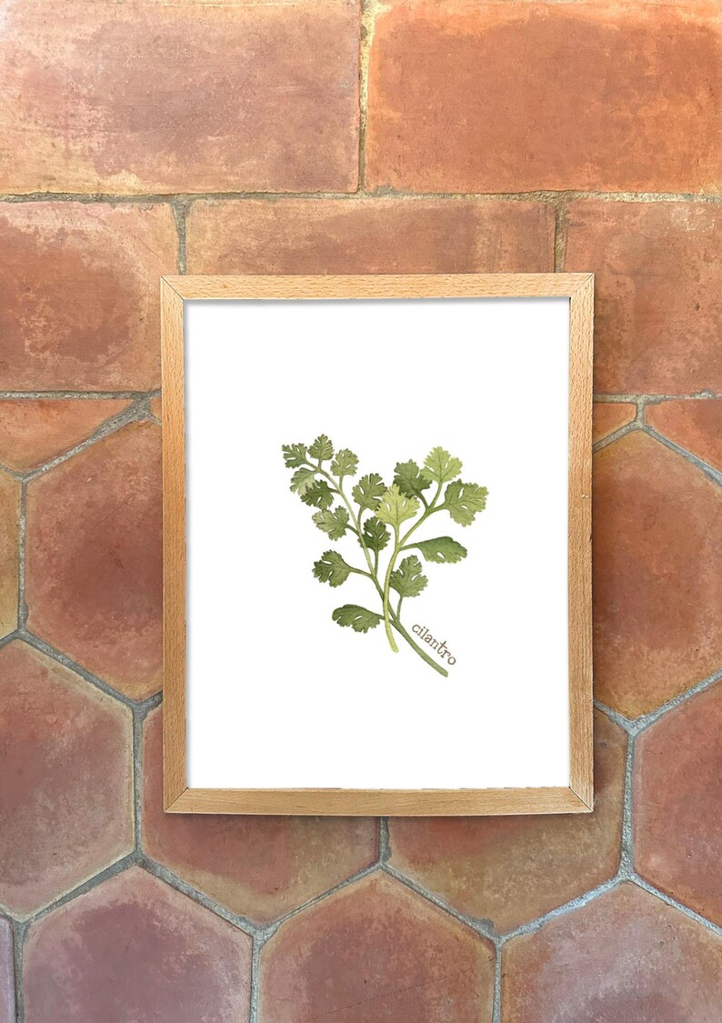 Individual Herb Watercolour Illustrations - Kitchen Artwork by Alicia's Infinity - 8x10 or 11x14 inches image 3