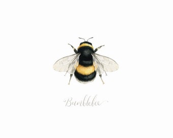 Bumblebee Print - Bee Watercolour Illustration - Canadian Insect Specimen Art by Alicia's Infinity