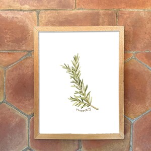 Individual Herb Watercolour Illustrations - Kitchen Artwork by Alicia's Infinity - 8x10 or 11x14 inches image 7