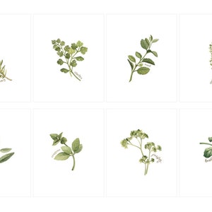 May include: A set of six watercolor illustrations of different herbs, including rosemary, cilantro, mint, sage, parsley, and basil. Each illustration features a single sprig of the herb with its name written below.