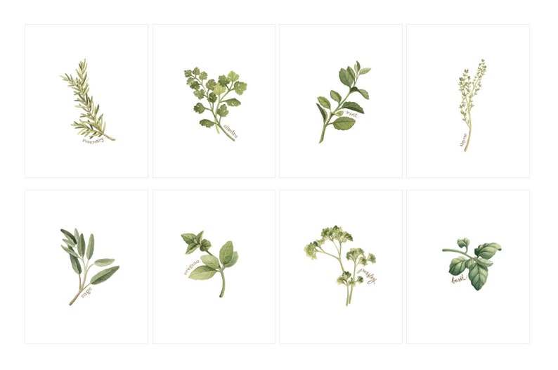 May include: A set of six watercolor illustrations of different herbs, including rosemary, cilantro, mint, sage, parsley, and basil. Each illustration features a single sprig of the herb with its name written below.