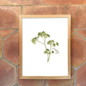 Individual Herb Watercolour Illustrations - Kitchen Artwork by Alicia's Infinity - 8x10 or 11x14 inches image 6