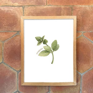 Individual Herb Watercolour Illustrations - Kitchen Artwork by Alicia's Infinity - 8x10 or 11x14 inches image 5