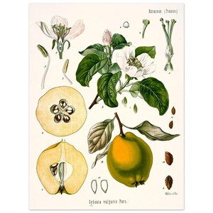 Vintage Botanical Poster