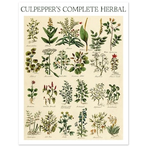Botanical Poster of 24 Herbs from Culpepper&#39;s Complete Herbal | Perfect for Herbalists & Nature Lovers