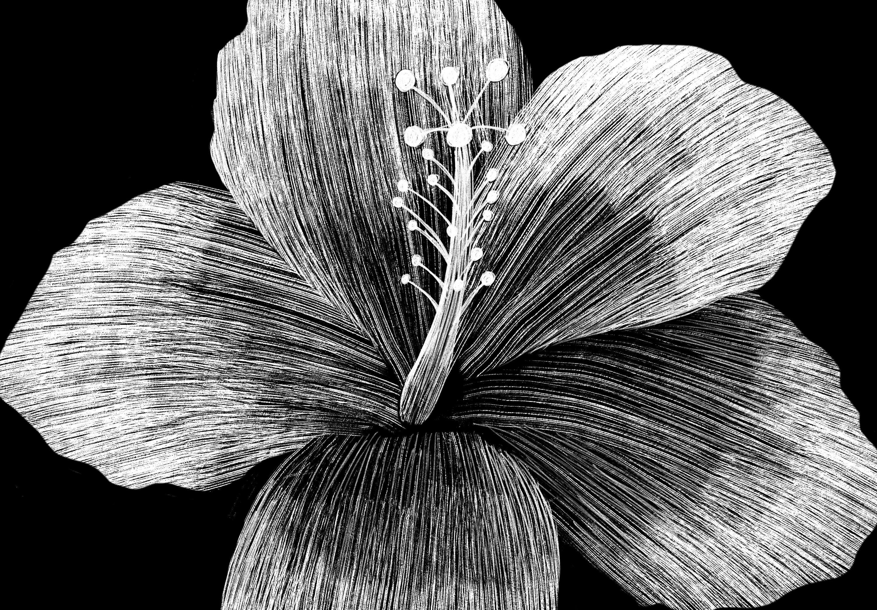 モノクロ原画 花❁❀✿✾ Hibiscus Flower Wall Art Printable | Black & White Tropical Floral