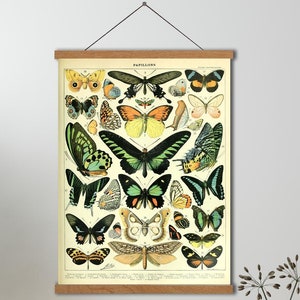 Adolphe Millot Vintage Poster - Vintage Butterfly Canvas Framed,Office Decor Botanical Illustration Butterfly Poster Gift Idea Butterfly Art