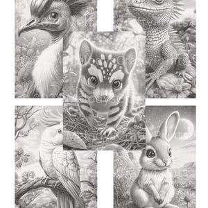 Australian Wildlife Coloring Pages: Koala, Kangaroo, and More (PDF Download) image 7