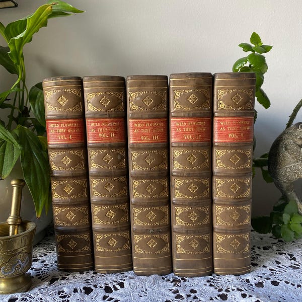 Wild Flowers As They Grow by G. Clarke Nuttall 1912 Antique Vintage Hardback Book Photograph Illustrated Natural History Botany Gardening