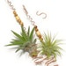 see more listings in the Air Plant Holders section