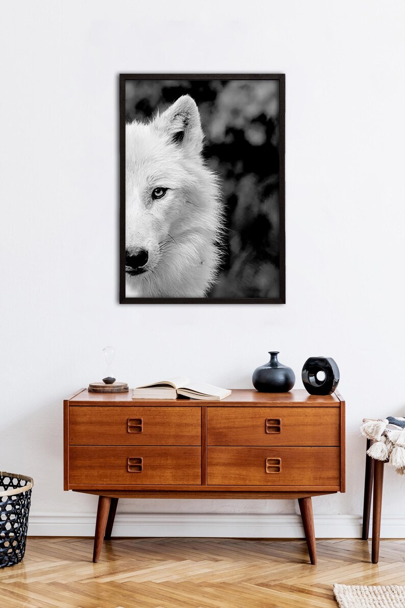 May include: Black and white photograph of a wolf's face, with only the right side of the face visible. The wolf is looking directly at the camera. The background is blurred and dark.