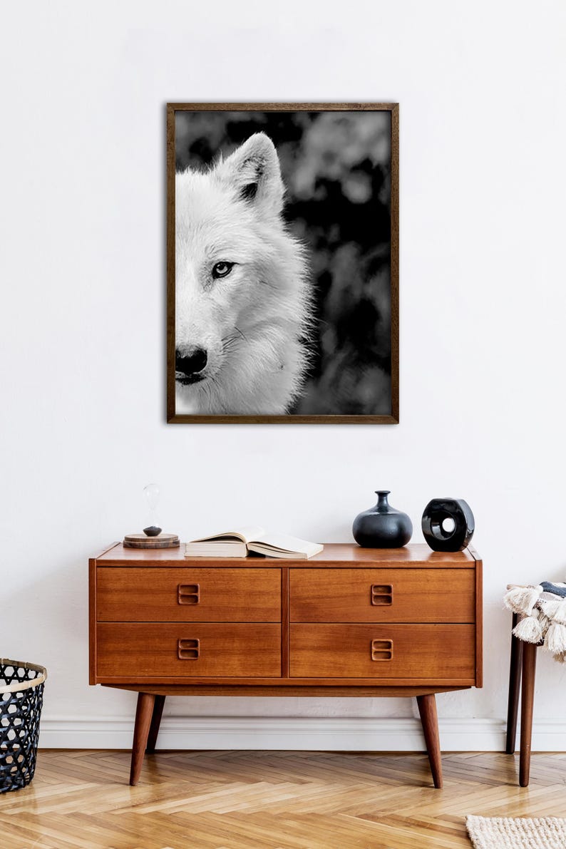 May include: Black and white photograph of a wolf's face, with only the right side of the face visible. The wolf is looking directly at the camera. The background is blurred and dark.