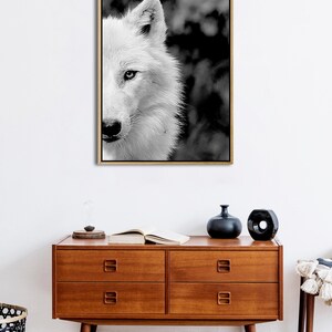 May include: Black and white photograph of a wolf's face. The wolf is looking directly at the camera. The background is blurred.