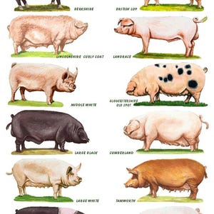 以下が含まれることがあります： 「Breeds of Pig」と題されたイラスト図で、バークシャー、ブリティッシュロップ、ラージブラックなど、さまざまな豚の品種を紹介しています。各豚は側面図で描かれ、独特の色と特徴を示しています。各品種を識別するためのテキストが図に含まれています。