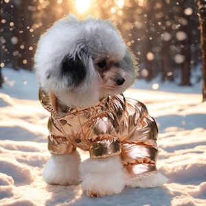 May include: A small dog wearing a metallic gold puffer jacket with a hood, standing in the snow. The dog has fluffy white and gray fur. The jacket has a shiny, quilted appearance, with a button closure.