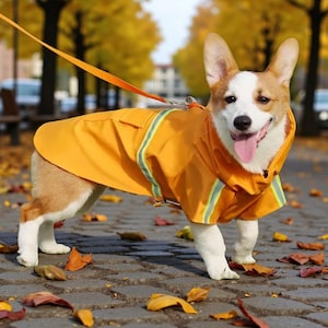 Könnte beinhalten: Ein glücklicher Corgi-Hund trägt einen leuchtend orangefarbenen Regenmantel mit reflektierenden Streifen und einer passenden Leine. Der Hund steht auf einem Ziegelsteinweg mit Herbstblättern.