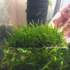 Live Taxiphyllum Flame Moss on Stainless Steel Mesh, Easy Aquarium Plant, Shrimp Safe, Aquascape Ready, no CO2, low light, freshwater plant